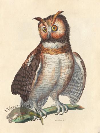 Great Horned Owl - Tribute Bd 69 M